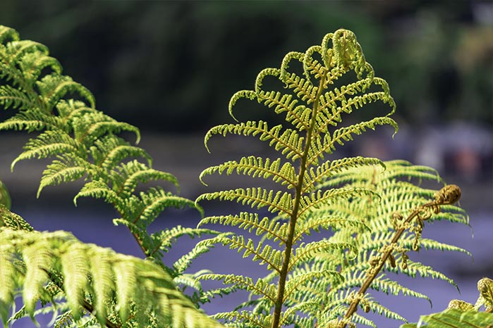 What Are My Responsibilities As A Trustee Of A Māori Land Trust ...