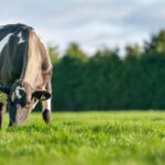 Fonterra’s Mainland Group divestment