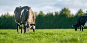 Fonterra’s Mainland Group divestment